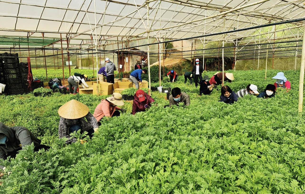Người dân Thánh Mẫu, Phường 7, Đà Lạt thu hoạch rau hỗ trợ TP.HCM, Đồng Nai