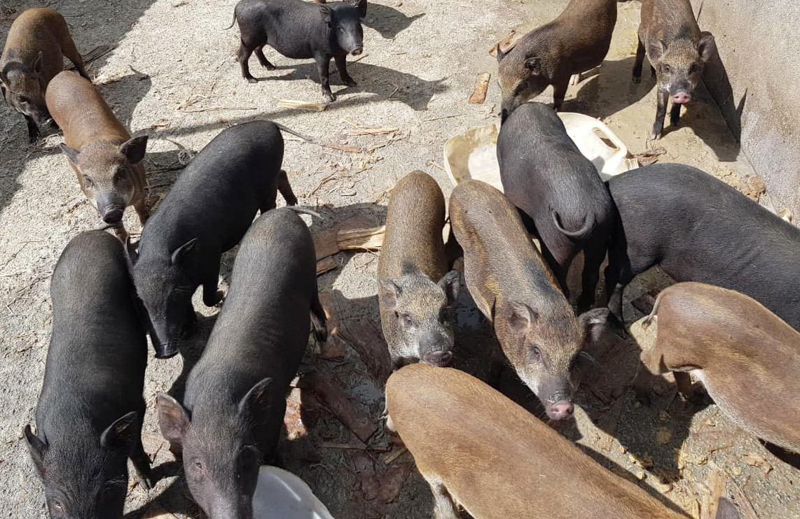 Heo lai dễ nuôi, cho năng suất cao