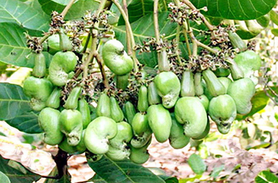 Giống điều cao sản rất sai quả