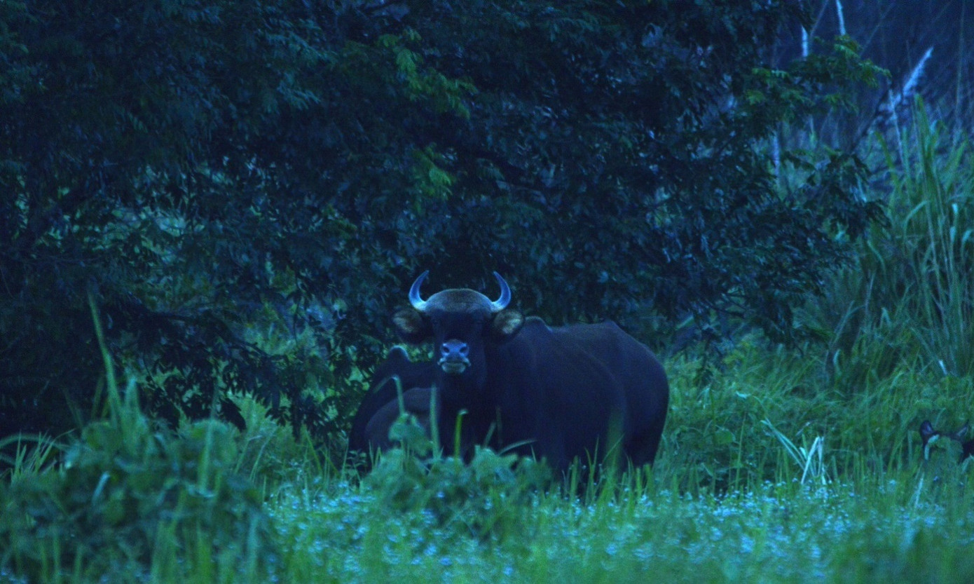 Bò tót tại VQG Cát Tiên Bò tót tại VQG Cát Tiên