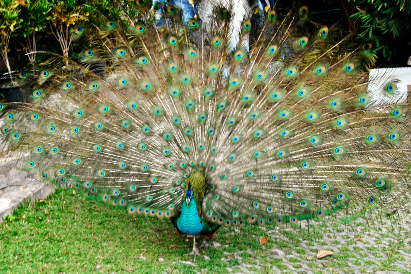 Chim công tại VQG Cát Tiên Chim công tại VQG Cát Tiên