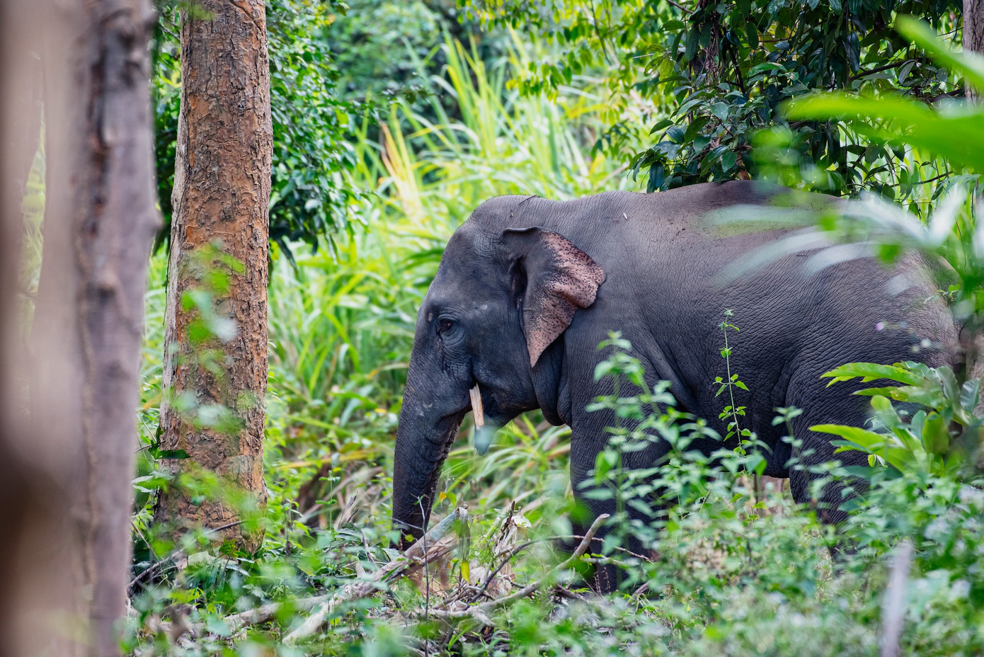 Voi ở VQG Cát Tiên. Ảnh: Nguyễn Văn Cường Voi ở VQG Cát Tiên. Ảnh: Nguyễn Văn Cường