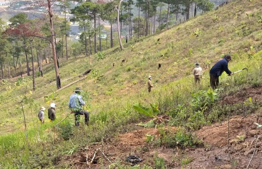 Chặt bỏ chuối và các cây nông nghiệp khác &apos;&apos;xen cấy&apos;&apos; trên diện tích đất rừng rộng lớn
