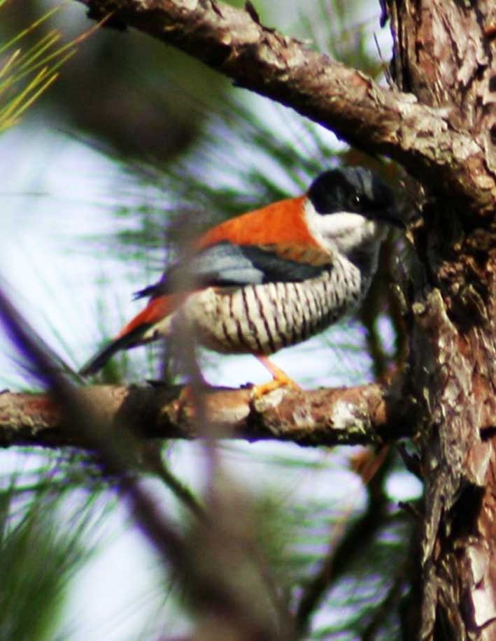 VQG Bidoup - Núi Bà là 1 trong 221 trung tâm chim đặc hữu của thế giới, được mệnh danh Vương quốc của các loài hoa lan với hơn 302 loài.