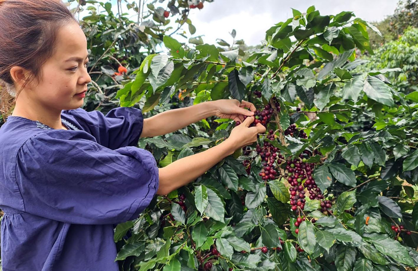 Thu hái cà phê Arabica khá công phu Thu hái cà phê Arabica khá công phu