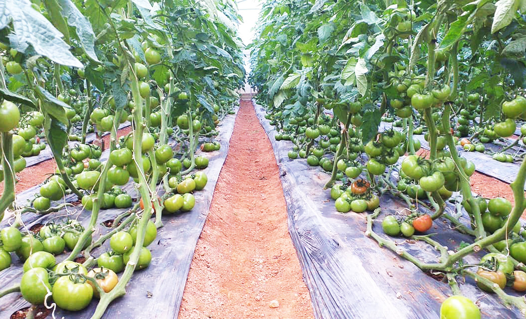 Chuyển đổi một phần diện tích cà phê già cỗi sang trồng rau màu, cây ăn quả để thoát nghèo
