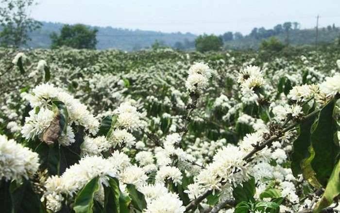 Hoa cà phê nở trắng đồi