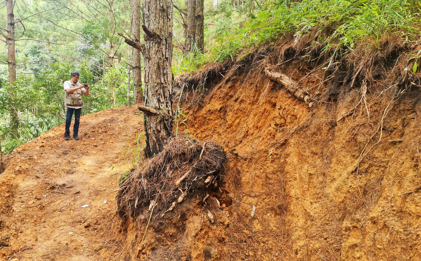 Việc mở đường trái phép làm ảnh hưởng đến nhiều cây thông trong rừng