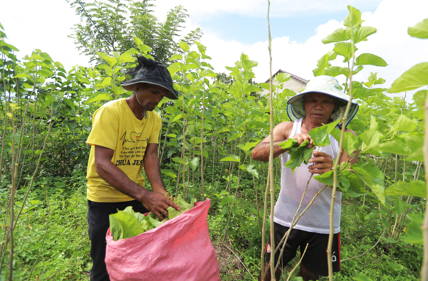 Người K'Ho trồng dâu giống mới cho năng suất, chất lượng cao Người K'Ho trồng dâu giống mới cho năng suất, chất lượng cao