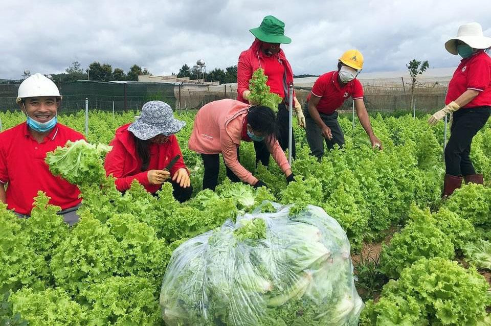 Hội viên Chữ thập đỏ thu hoạch rau Hội viên Chữ thập đỏ thu hoạch rau