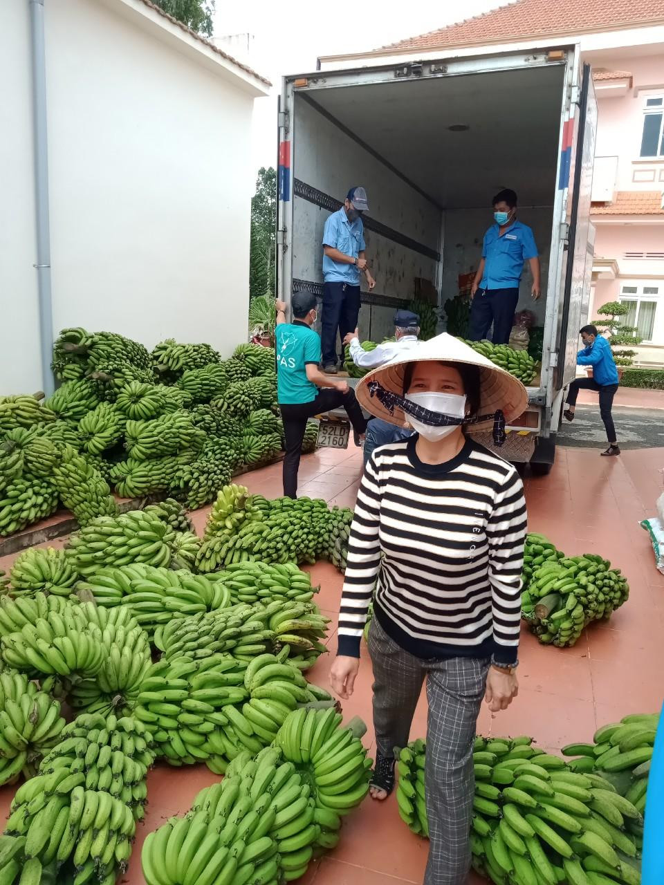 Chuối "tiến Vua" được chuyển đến vùng dịch Chuối "tiến Vua" được chuyển đến vùng dịch