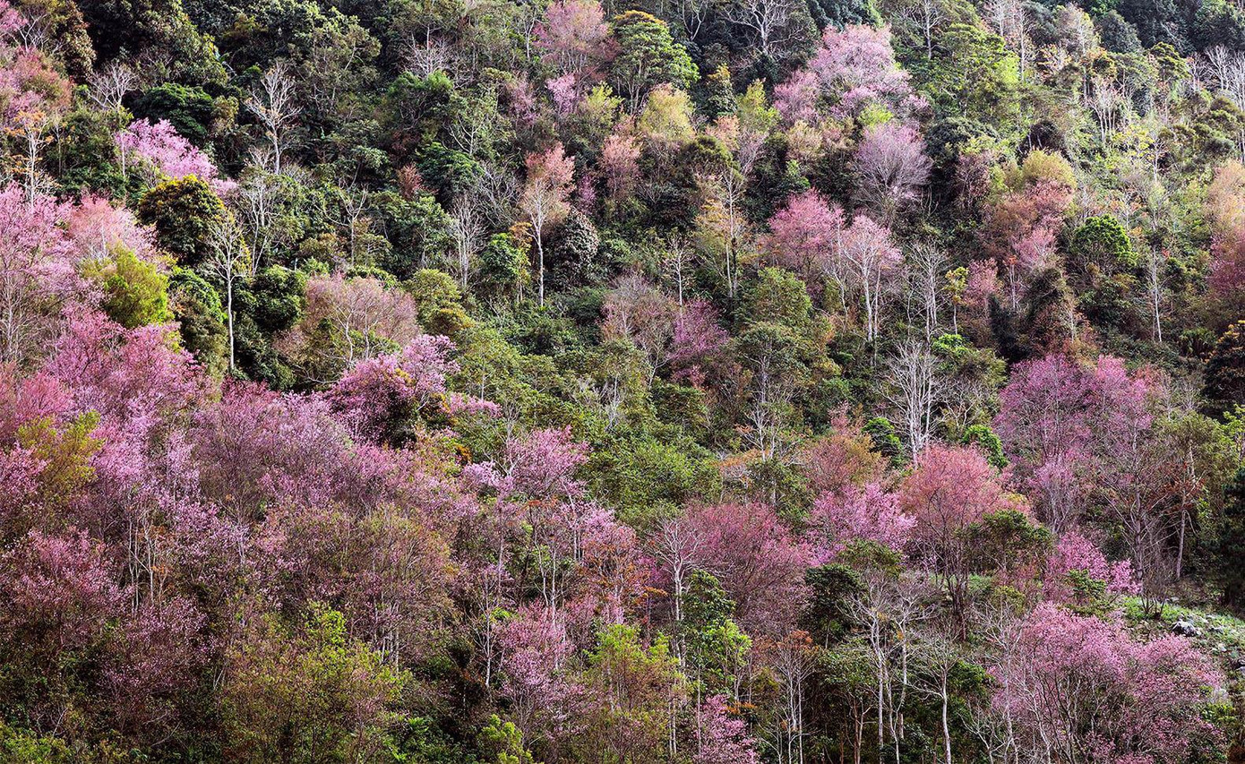 Thảm hoa đào trên núi Lang Biang