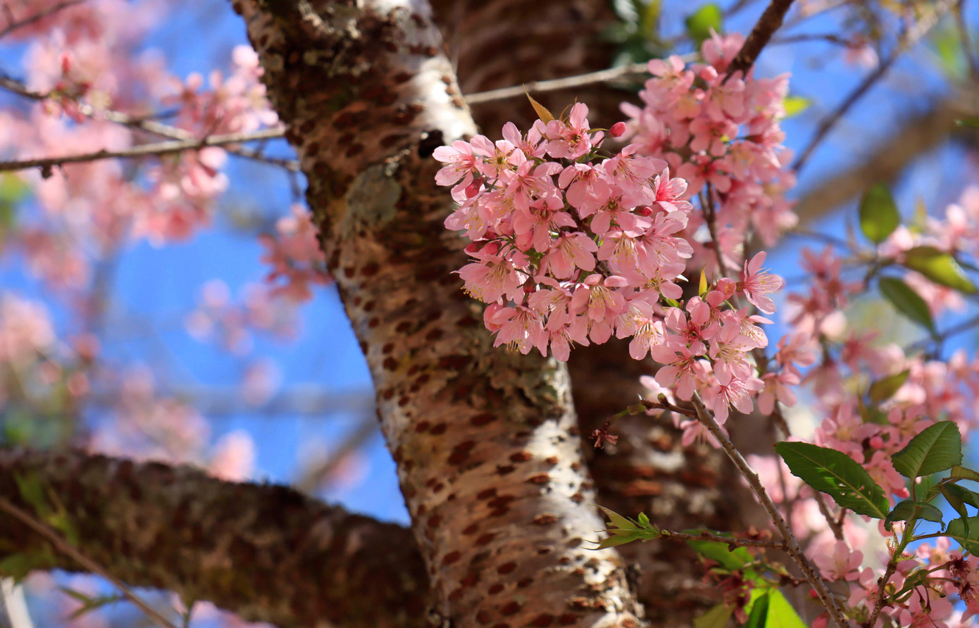 Cây càng lâu năm, sắc hoa càng thắm