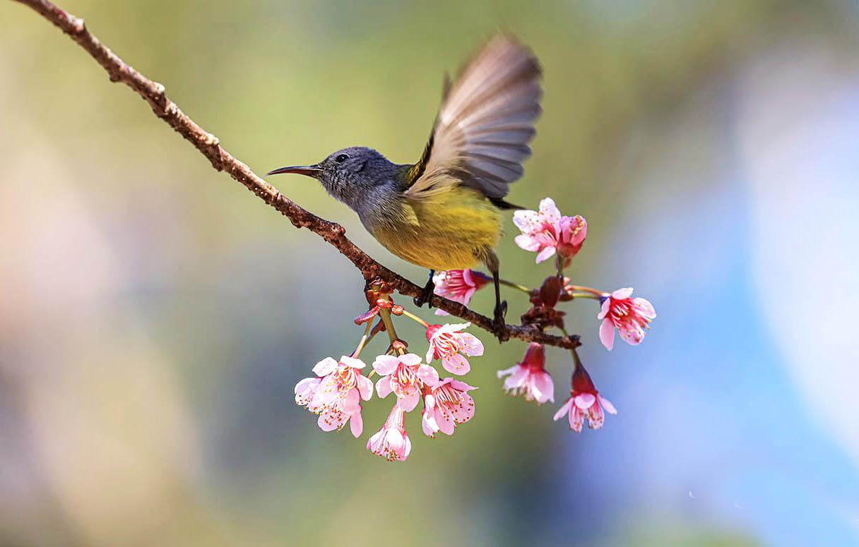 Xứ hoa đào có nhiều loài chim đẹp