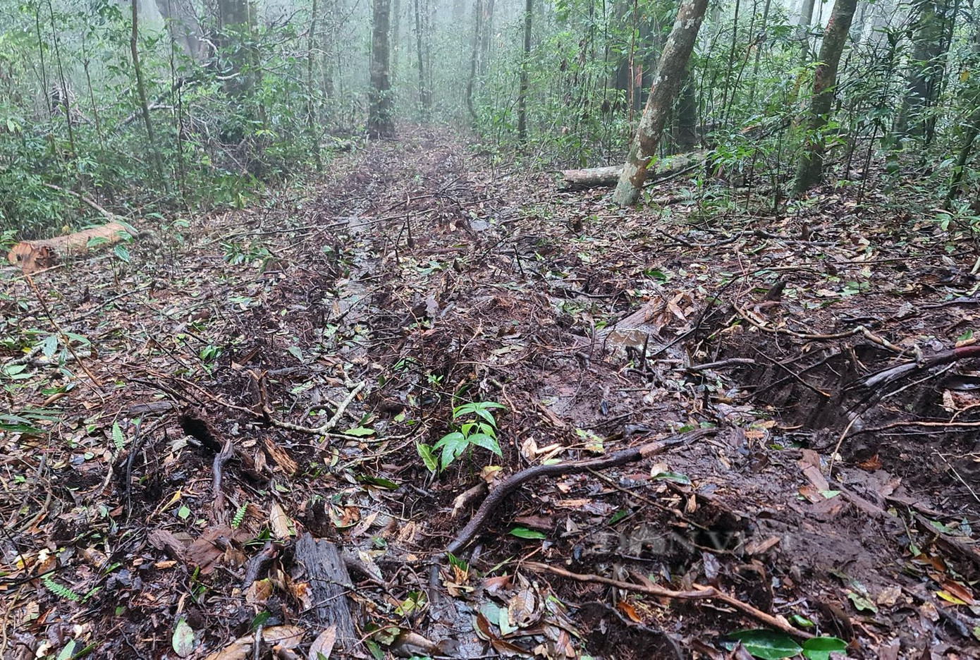 Dấu vết xe cơ giới ra vào hiện trường vụ phá rừng Dấu vết xe cơ giới ra vào hiện trường vụ phá rừng