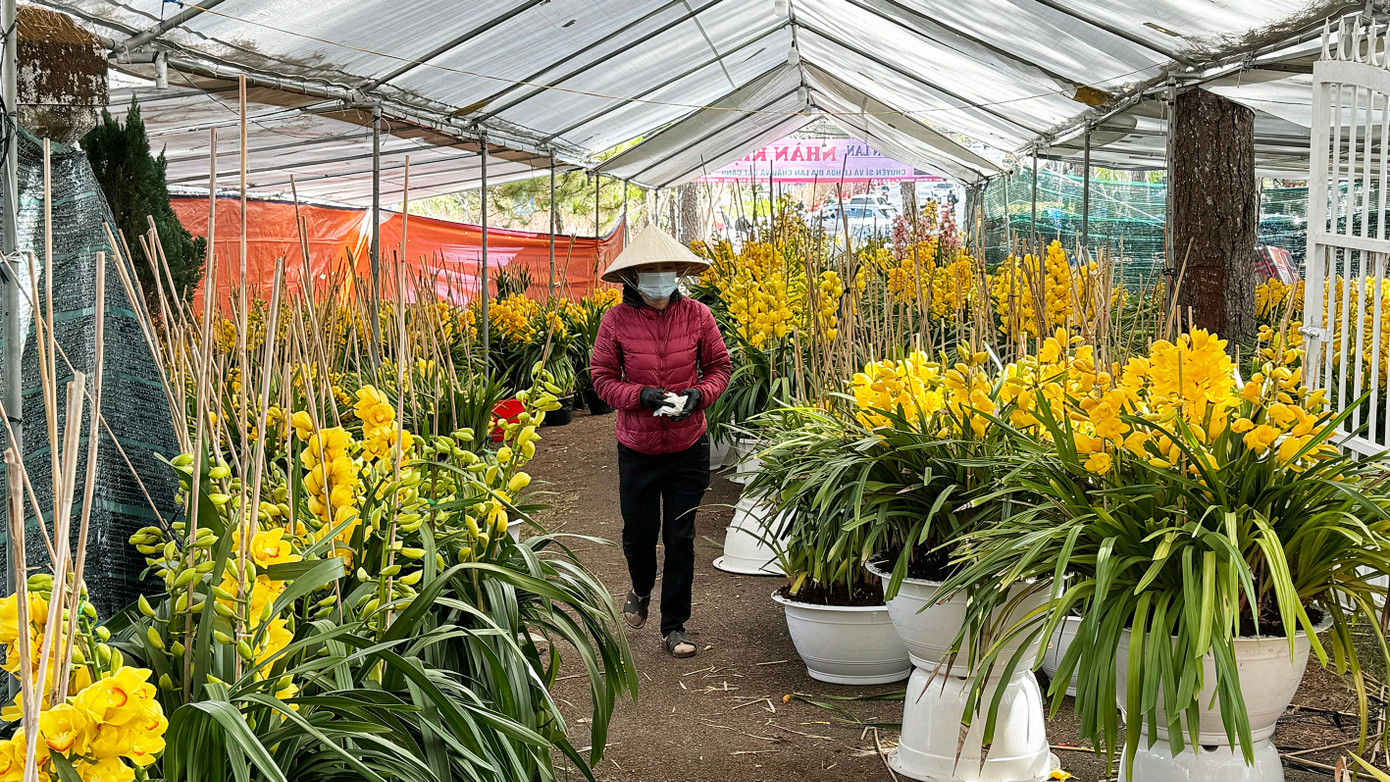 Địa lan Đà Lạt xuống phố.