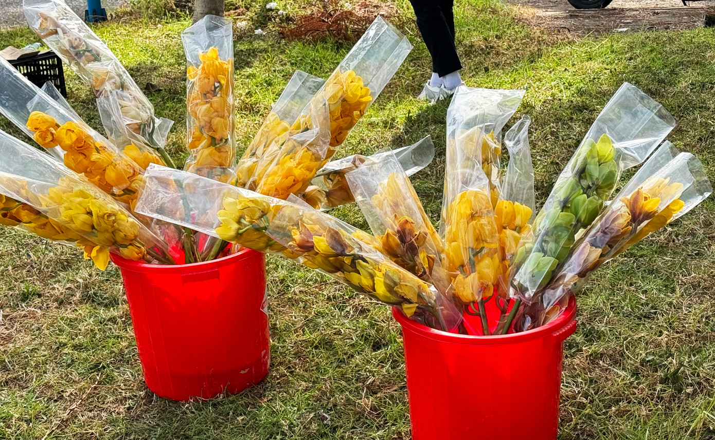 Nhà vườn cắt những cành hoa địa lan nở sớm, bán giá rẻ.