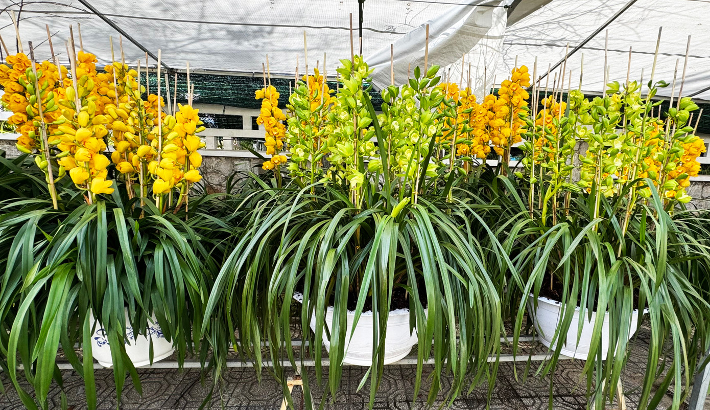 Năm nay có rất ít loài hoa địa lan nở hoa màu xanh.