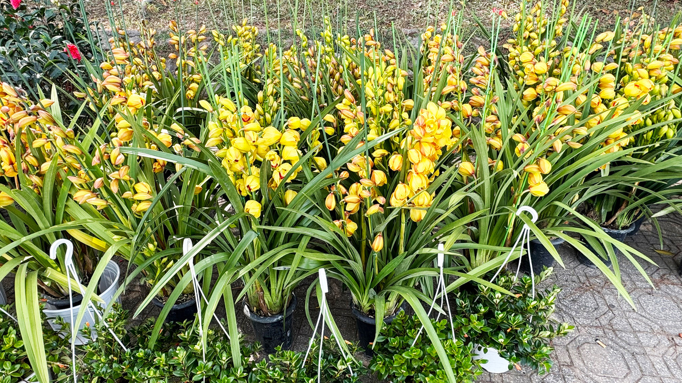 Hoa lan Trung Quốc bày bán ở Đà Lạt.