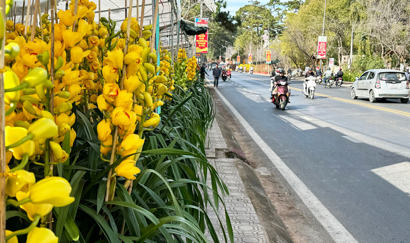 Hoa địa lan được đưa xuống phố, chờ người mua.