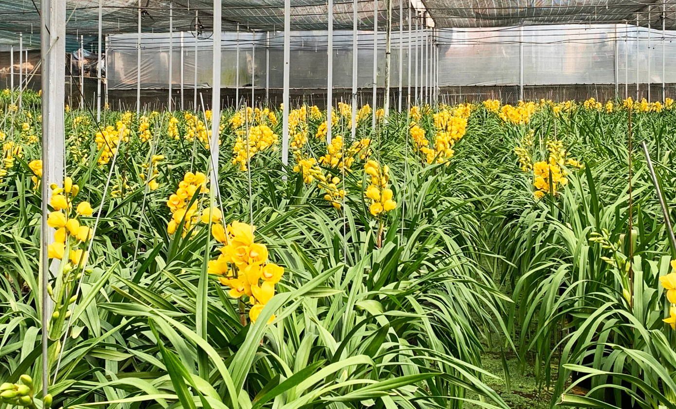 Hoa nở rộ trước Tết Nguyên đán.