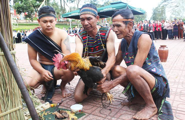 Già làng thực hiện nghi thức hiến sinh con gà trống Già làng thực hiện nghi thức hiến sinh con gà trống