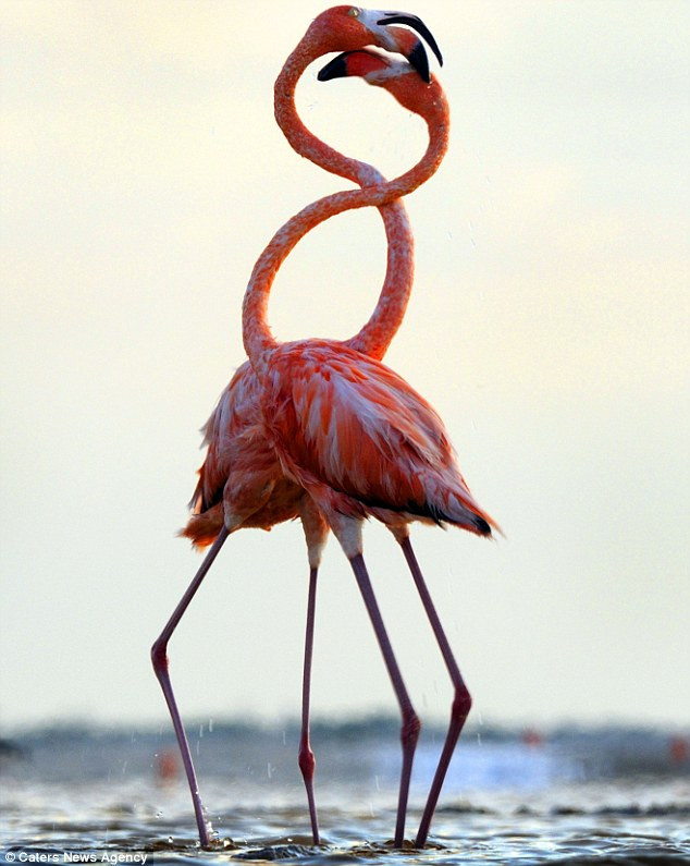 Một đôi hồng hạc quấn quýt lấy nhau