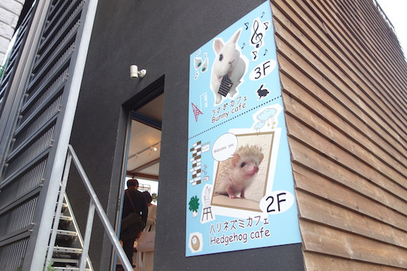 Bên trong quán café nhím độc đáo ở Nhật Bản ảnh 1