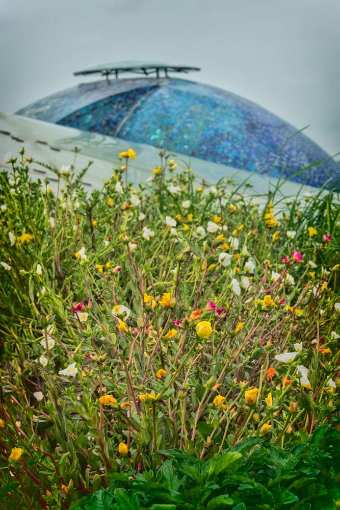 Sau khi đăng tải, hình ảnh về ngôi nhà có phần mái như thảo nguyên khiến nhiều người không khỏi trầm trồ và cho rằng đây là một thiết kế nhà ở đơn giản đáng tham khảo ở cả vùng nông thôn lẫn thành thị.