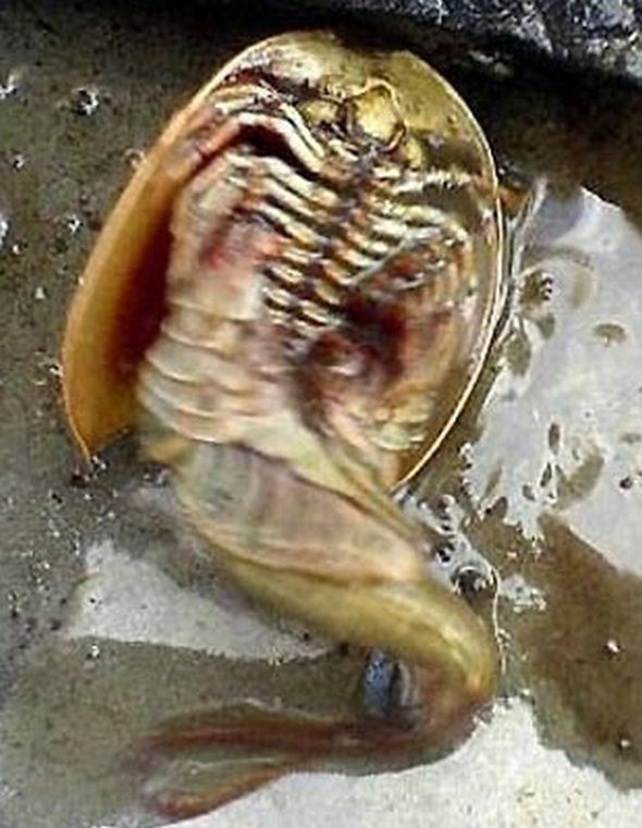 Phát hiện thủy quái 140 chân gây hoang mang ảnh 2