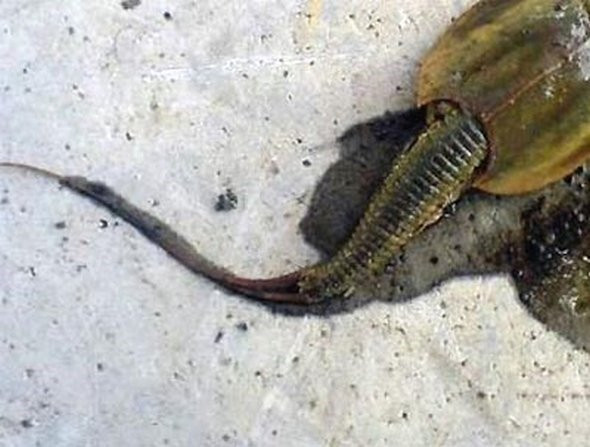 Phát hiện thủy quái 140 chân gây hoang mang ảnh 1