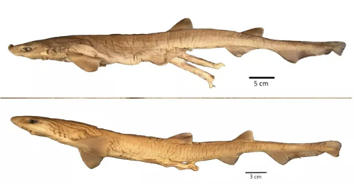 Cơ thể loài mới dài hơn so với các anh em họ - Ảnh: Journal of the Ocean Science Foundation. Cơ thể loài mới dài hơn so với các anh em họ - Ảnh: Journal of the Ocean Science Foundation.