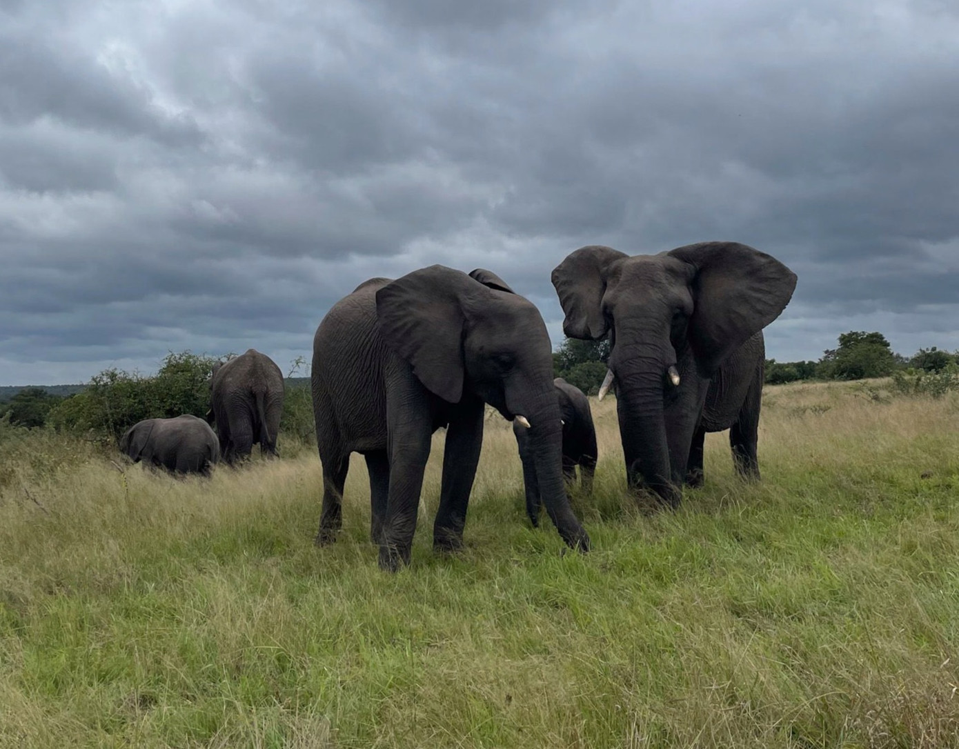 Động vật hoang dã hiện ra ngay trước mắt khách lưu trú. Động vật hoang dã hiện ra ngay trước mắt khách lưu trú.