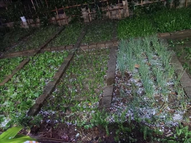 Mưa đá dữ dội trút xuống tại một số địa bàn của huyện Văn Bàn, tỉnh Lào Cai. Ảnh: TTXVN phát.