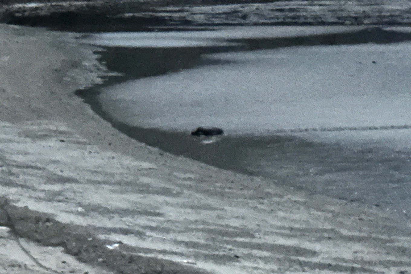 Đêm 22/4, rùa xanh bò lên bãi ở Côn Đảo đào ổ đẻ trứng (Ảnh: Vườn Quốc gia Côn Đảo).