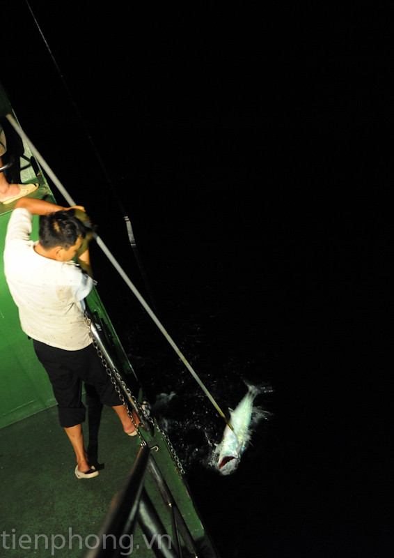 Cá cắn mồi. Sau cá cắn mồi, thủy thủ phải dù móc lưỡi câu để bắt cá lên