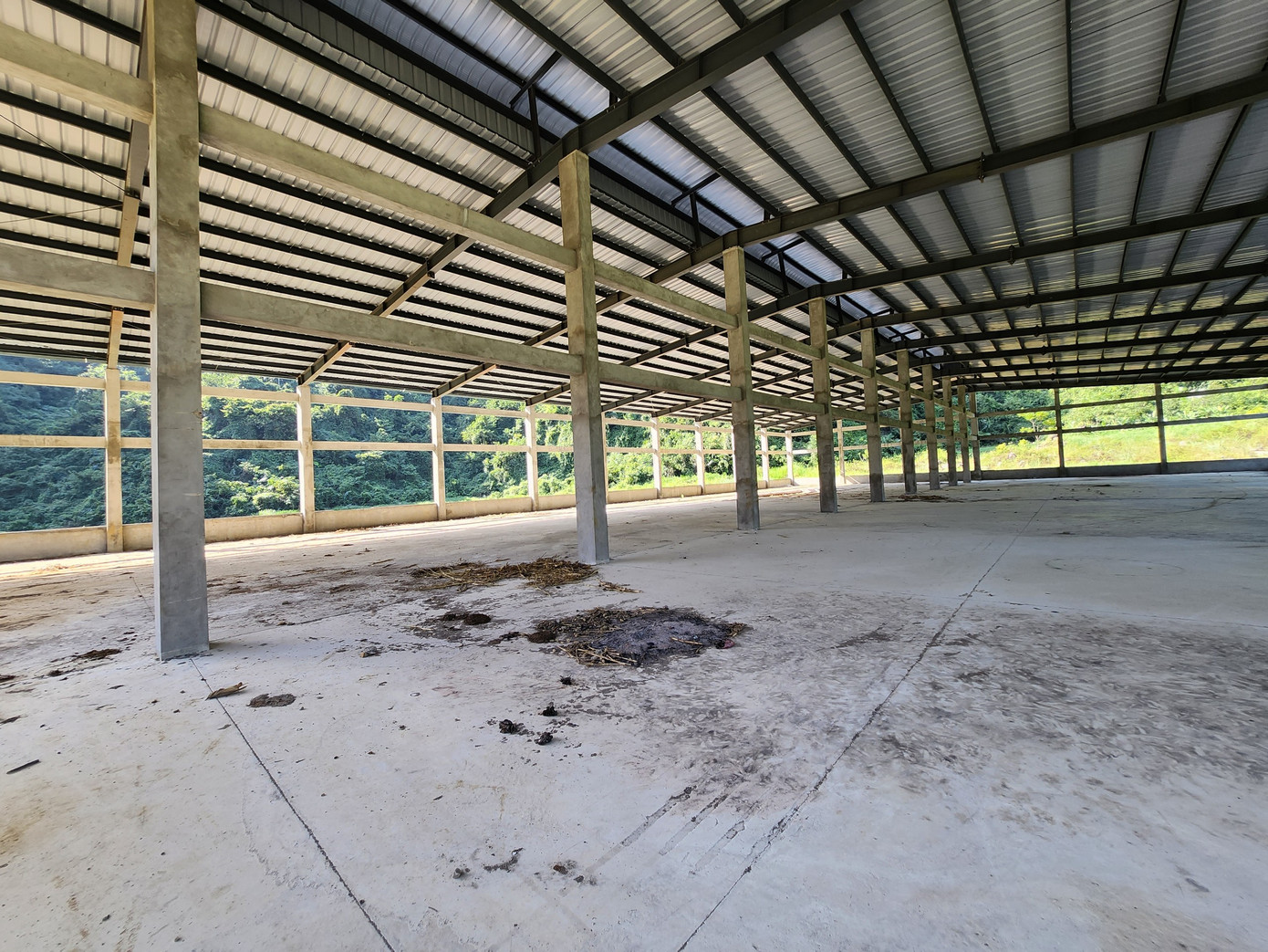 Phía trong khu vực xử lý rác thành nơi phóng uế của trâu, bò...