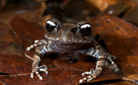 Mắt của ếch Âm Dương gồm hai nửa màu trắng và màu đen