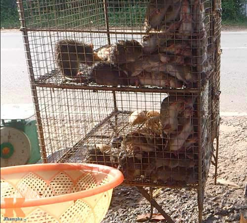 Những chiếc lồng cao chứa đầy chuột được bày bán ngoài đường