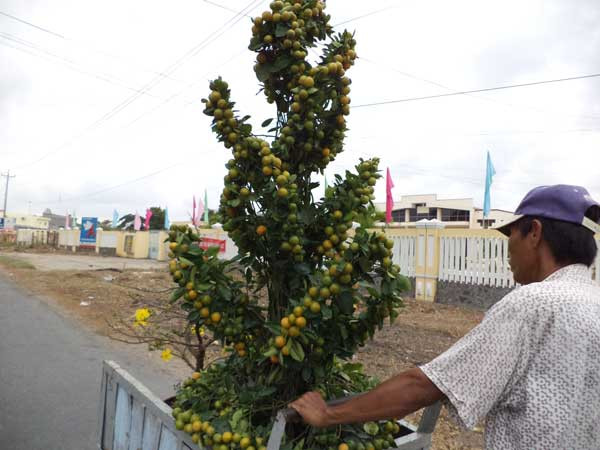 Mang tết về nhà