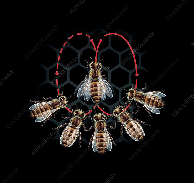 Ong nhảy múa để báo hiệu tìm thấy vị trí tốt xây tổ hoặc nơi có nhiều hoa. Ảnh: Science Photo.