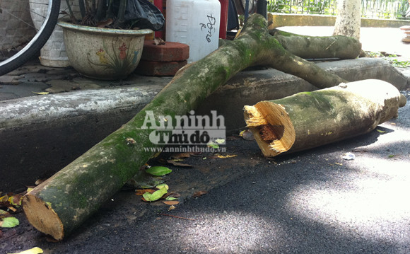 ...nhưng để lại phần thân khá lớn, không rõ theo quy định có phải thu hồi phần thân này?. ...nhưng để lại phần thân khá lớn, không rõ theo quy định có phải thu hồi phần thân này?