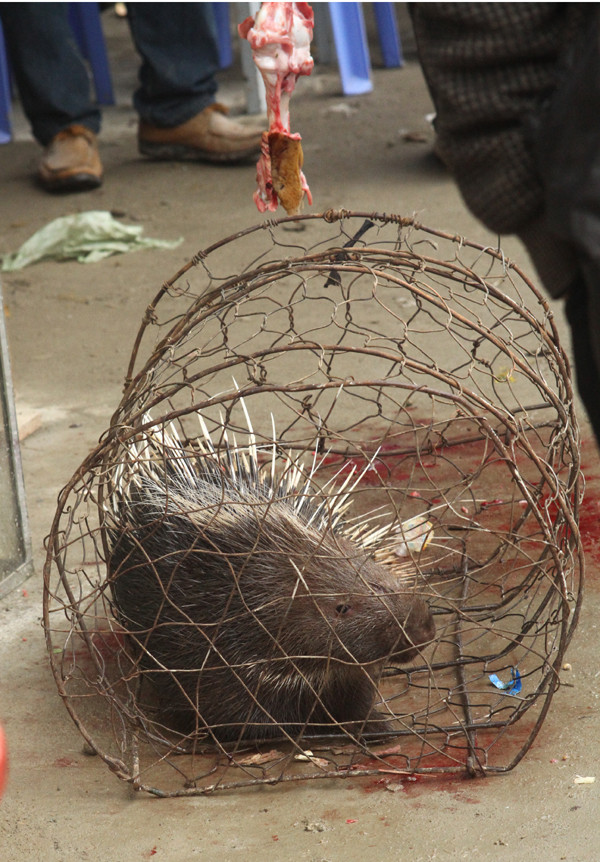 Một con nhím còn sống trên nền đất loang lổ vết máu nhỏ xuống từ những tảng thịt treo phía trên
