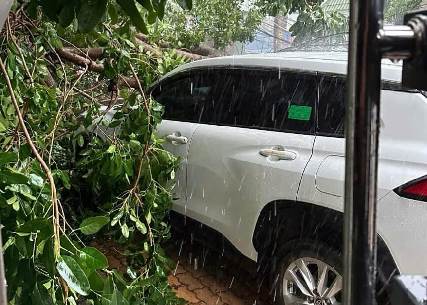 Ô tô bị cây xanh đổ đè lên.
