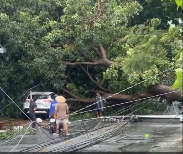 Cây xanh bật gốc trên đường D1, phường Chánh Nghĩa, thành phố Thủ Dầu Một.