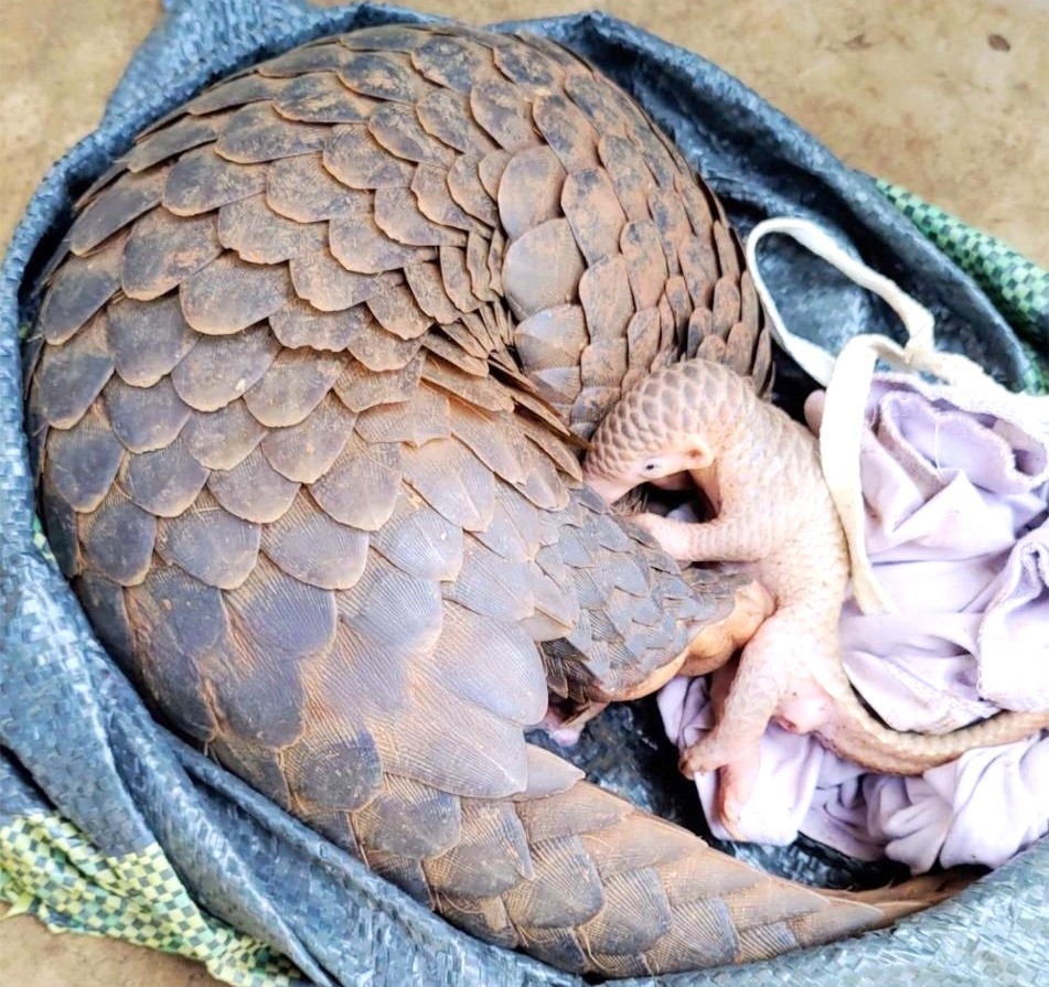 Hai con tê tê được một hộ dân phát hiện và bàn giao cho cơ quan chức năng