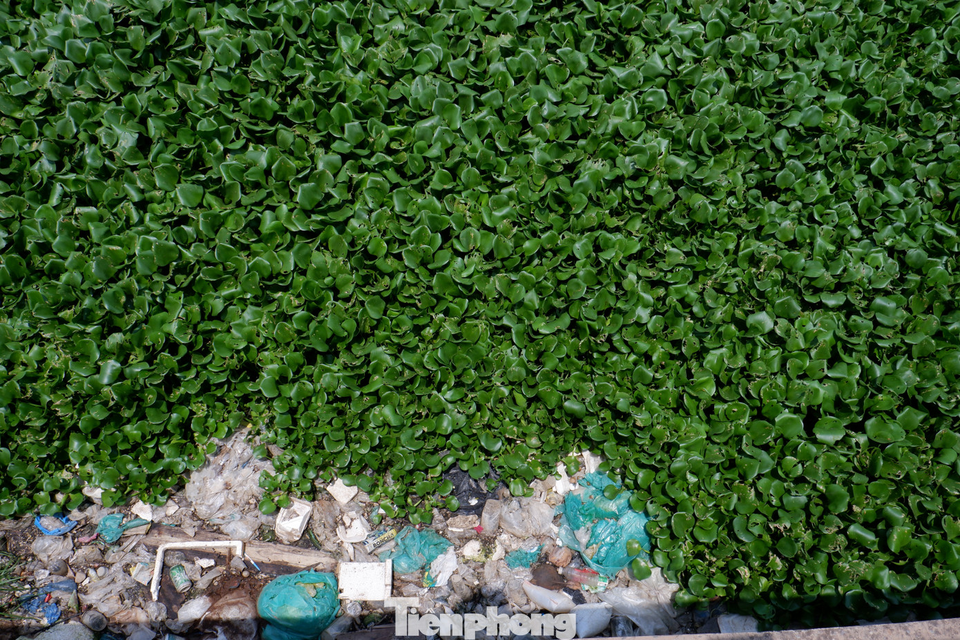 Thông tin với PV, đại diện UBND phường Bình Hưng Hòa (quận Bình Tân) cho biết, bên cạnh việc tăng cường xử phạt, thời gian qua, chính quyền địa phương vẫn thường xuyên tuyên truyền đến người dân ý thức bảo vệ môi trường và không vứt rác xuống kênh, rạch. Về tình hình rác thải ứ đọng tại khu vực kênh Nước Đen, sắp tới địa phương sẽ phối hợp cùng đơn vị liên quan có phương án giải quyết.