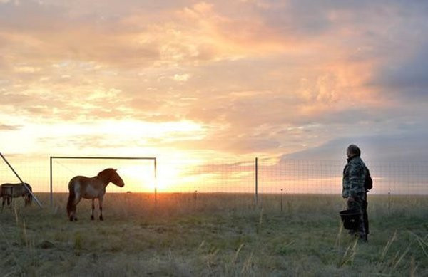 Putin chăm sóc ngựa hoang quý hiếm ảnh 4