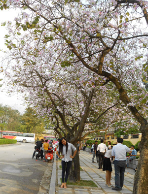 Con đường hoa ban trải dài trên đường Bắc Sơn – Hoàng Diệu. Con đường hoa ban trải dài trên đường Bắc Sơn – Hoàng Diệu