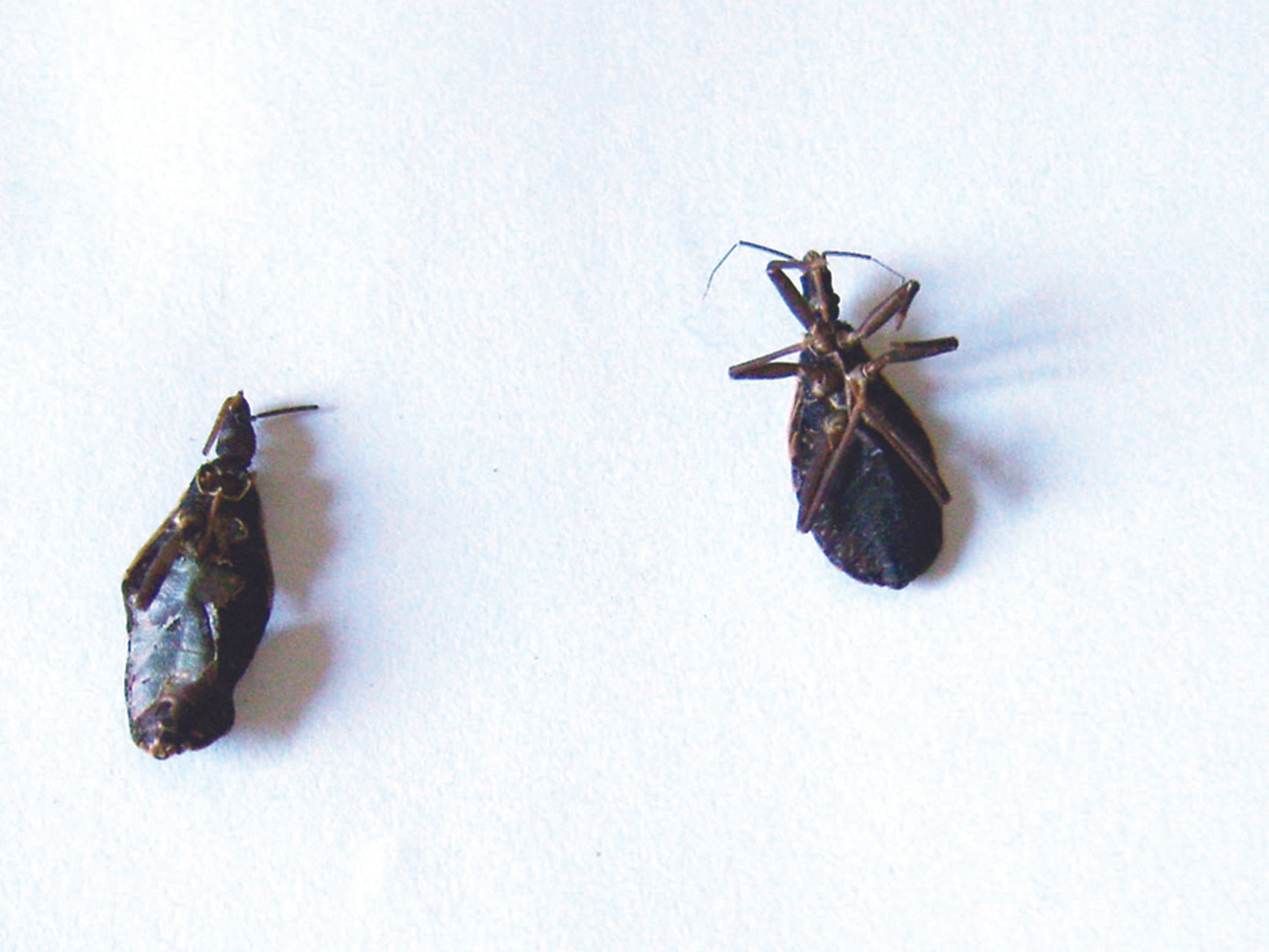 Những con bọ xít hút máu người do chính chị Cẩm Thanh bắt và chụp ảnh lưu lại 